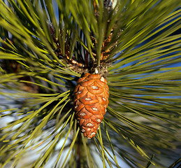 Image showing Pine cone