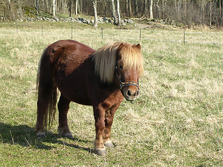 Image showing Brown horse