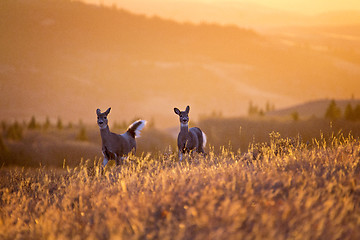 Image showing Cypress Hills Sunset Deer