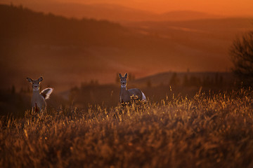 Image showing Cypress Hills Sunset Deer