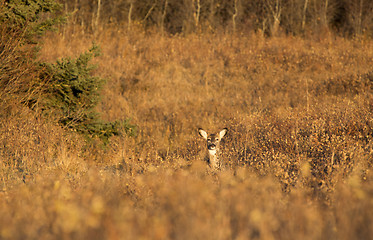 Image showing Cypress Hills Alberta Saskatchewan