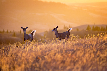 Image showing Cypress Hills Sunset Deer