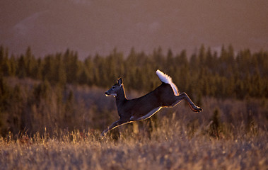 Image showing Cypress Hills Sunset Deer