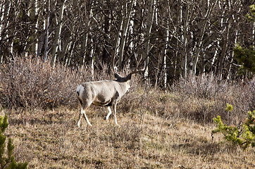 Image showing Cypress Hills Alberta Saskatchewan