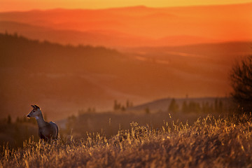 Image showing Cypress Hills Sunset Deer