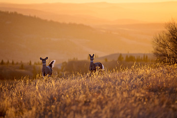 Image showing Cypress Hills Sunset Deer