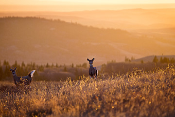 Image showing Cypress Hills Sunset Deer