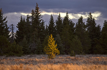 Image showing Cypress Hills Alberta Saskatchewan