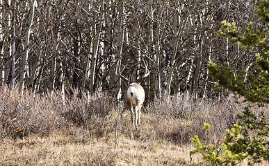 Image showing Cypress Hills Alberta Saskatchewan