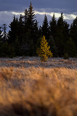 Image showing Cypress Hills Alberta Saskatchewan