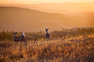 Image showing Cypress Hills Sunset Deer