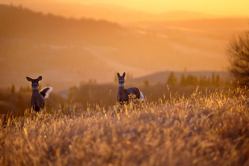 Image showing Cypress Hills Sunset Deer