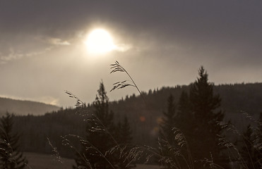 Image showing Cypress Hills Alberta Saskatchewan