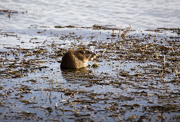 Image showing Musk Rat in Pond