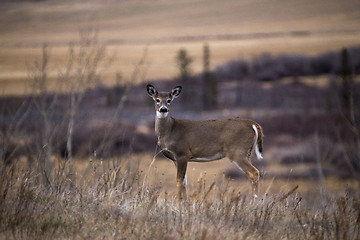 Image showing Cypress Hills Alberta Saskatchewan