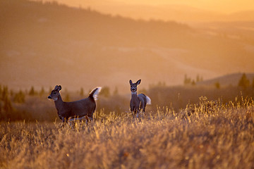 Image showing Cypress Hills Sunset Deer