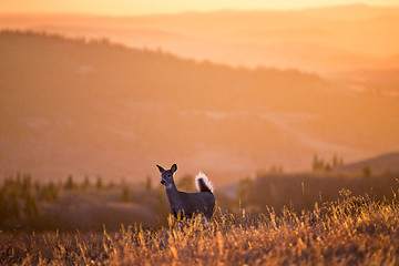 Image showing Cypress Hills Sunset Deer