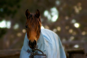 Image showing horse and blanket