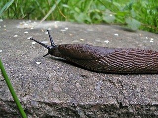 Image showing Brown slug