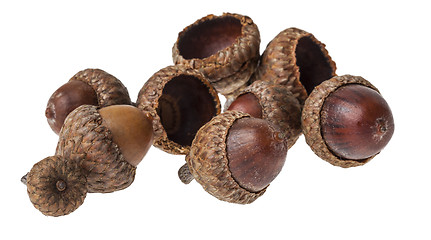 Image showing Acorns