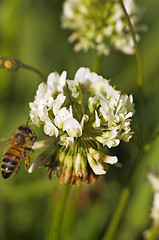 Image showing bee on clover