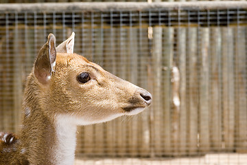 Image showing young deer