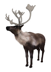 Image showing North American Caribou on White