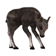 Image showing Caribou Calf on White