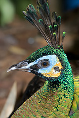 Image showing peacock