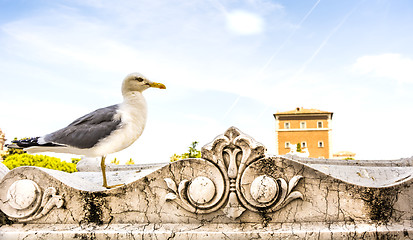 Image showing Seagull in Rome