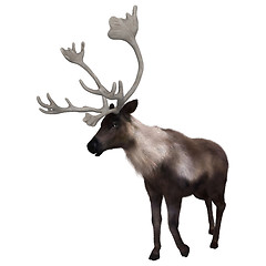 Image showing North American Caribou on White