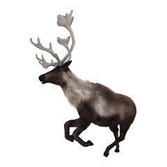 Image showing North American Caribou on White