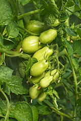 Image showing Cluster of green oblong tomatoes