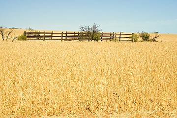 Image showing corral in a field of wheat