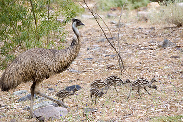 Image showing emu and chicks