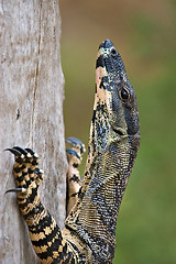 Image showing climbing goanna