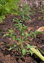 Image showing tomato plant