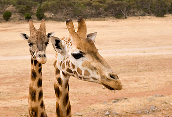 Image showing giraffe up close