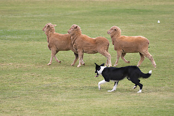 Image showing working dog