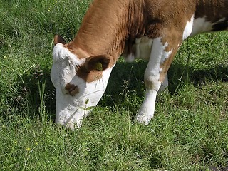Image showing Cow in a field closeup