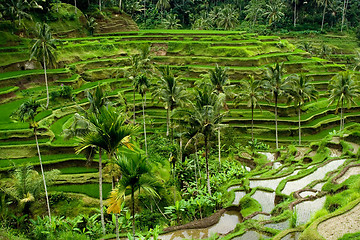 Image showing Rice terrace in Bali

