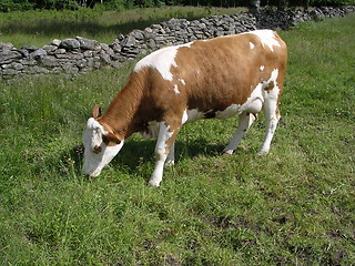 Image showing Cow in a field
