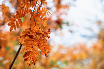 Image showing rowan-tree with rowanberry