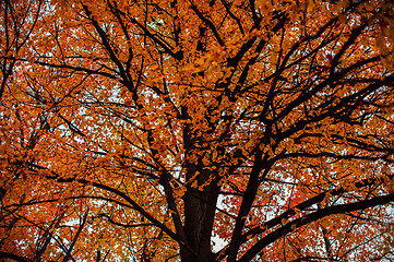 Image showing Autumn tree closeup