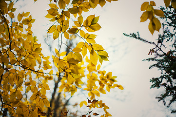 Image showing autumn tree leaves