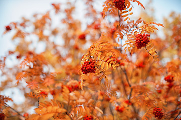 Image showing rowan-tree with rowanberry