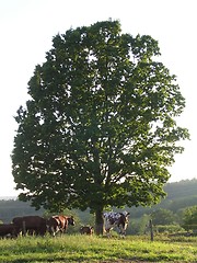 Image showing Cows under tree