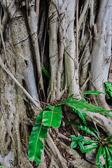 Image showing The roots of the banyan tree