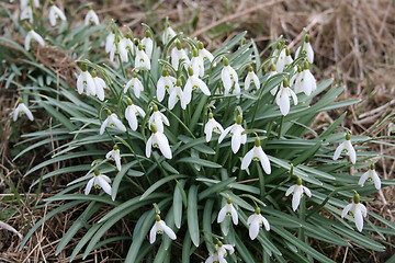 Image showing Snowdrops