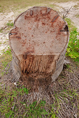 Image showing The roots of the banyan tree